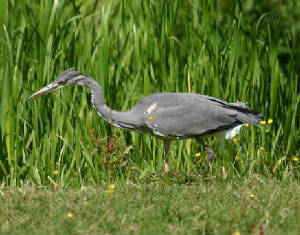 younggreyheron.jpg