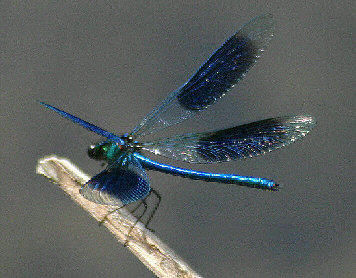 bluebandeddamselfly.jpg